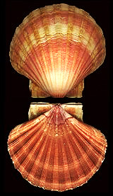 Pecten