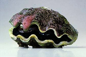 Tridacna