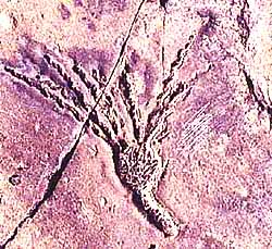 Blastoideo fossile