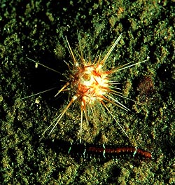 Echinoideo regolare attuale