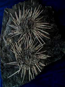 Echinoideo fossile