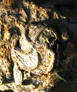 Echinoideo fossile