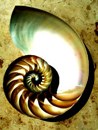 Nautilus