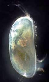 Ostracode attuale