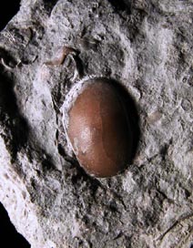 Ostracode fossile